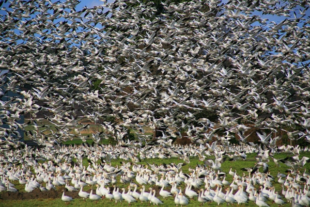 Snow Geese 1