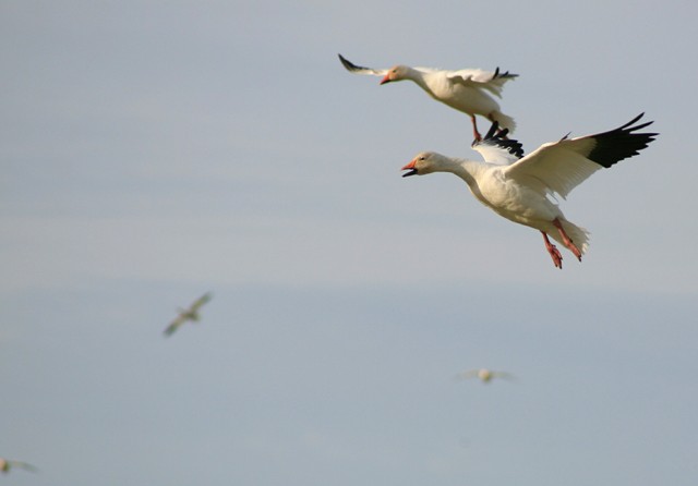 Snow Geese 2