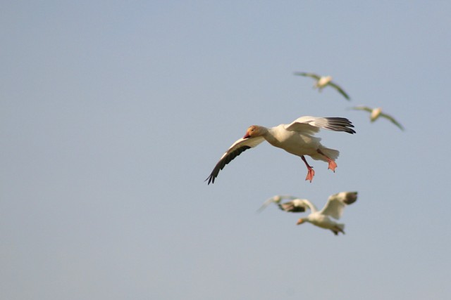 Snow Geese 3
