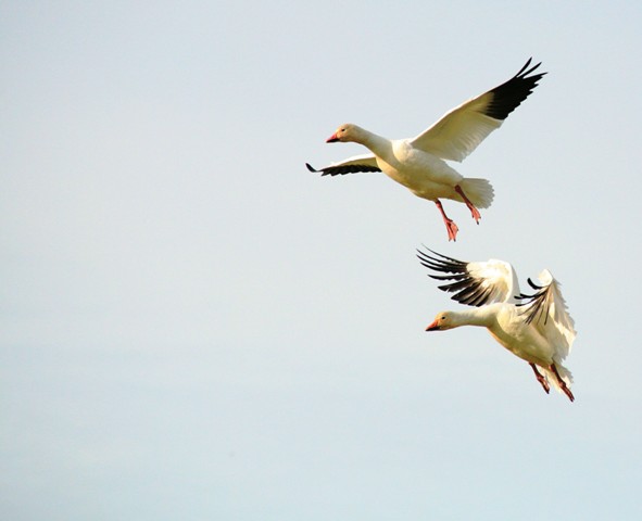 Snow Geese 6