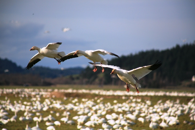 Snow Geese 9