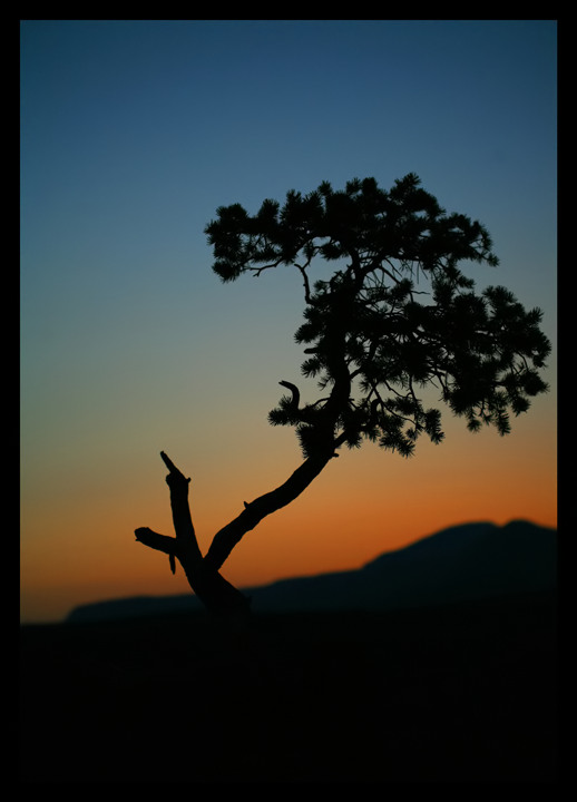 Shadow-Tree2.jpg