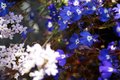 Blue & White