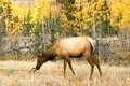 Morning Grazing