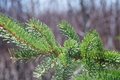 Spring Pine