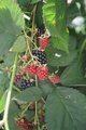 Grimsby Berry