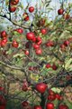 Red Apples