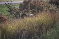 Beast in the Jungle