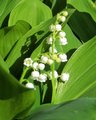 Lily of the Valley