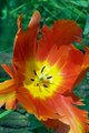 tulip