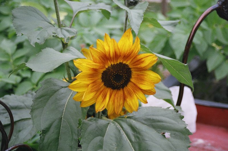 Sunny