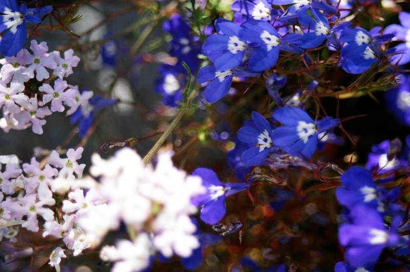 Blue & White