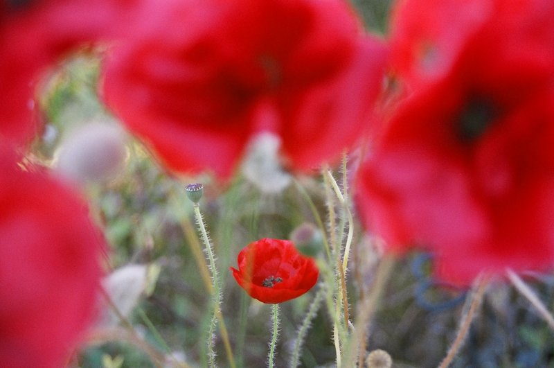 Poppies