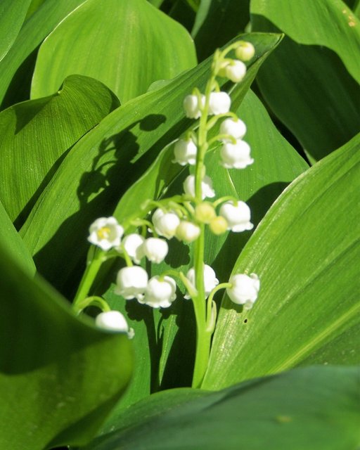 Lily of the Valley