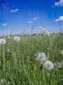secret feild