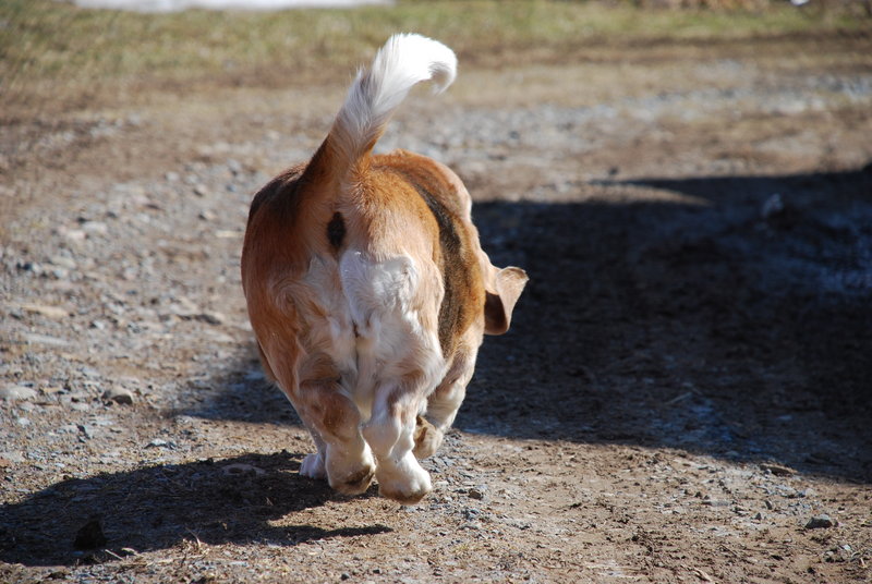 run along