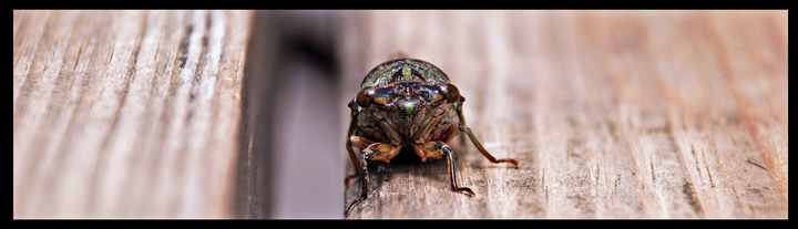 Locust
