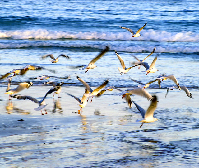 Coffs Harbour Gulls II