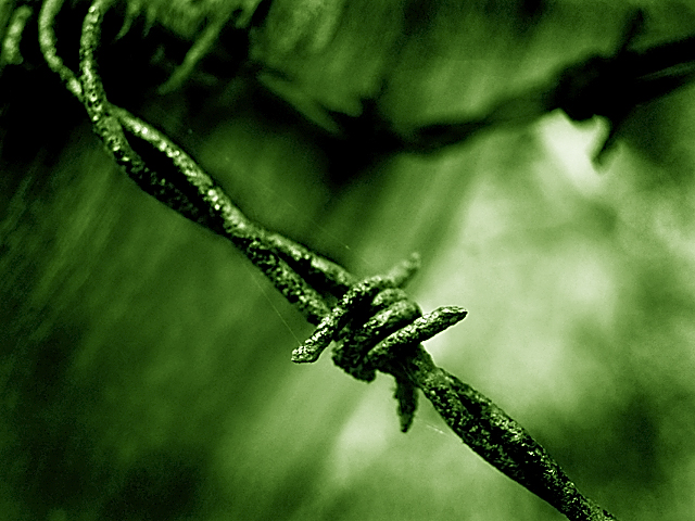 Green Barbed Wire