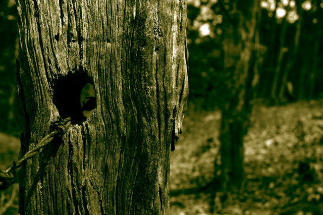 Old Fence