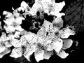 High Contrast