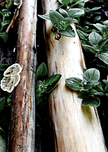 Fallen Wood