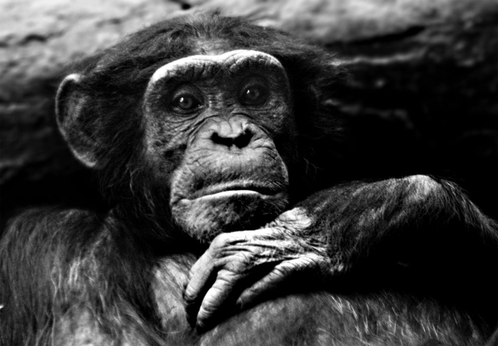 Contemplation