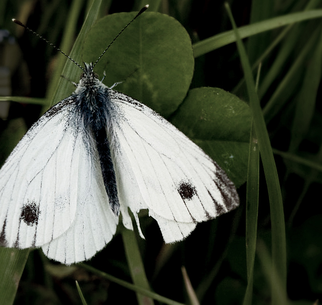 Moth2.jpg