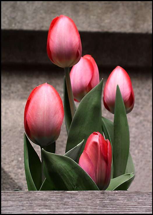 Grey Skies & Tulips