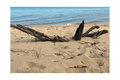 Beach Driftwood