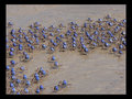 March of the Soldier Crabs