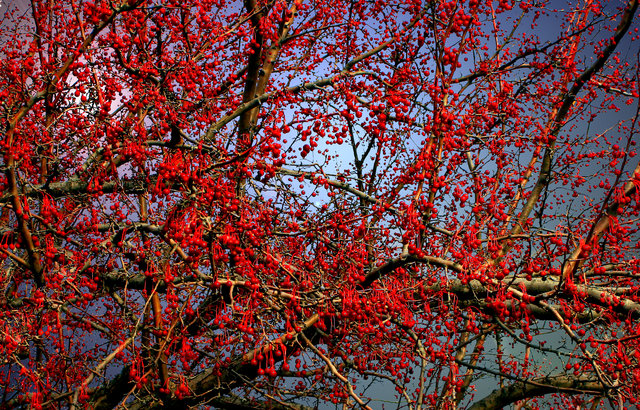 berrytree.jpg