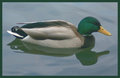 Mirrored Duck
