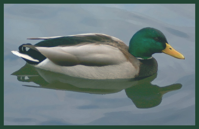 Mirrored Duck