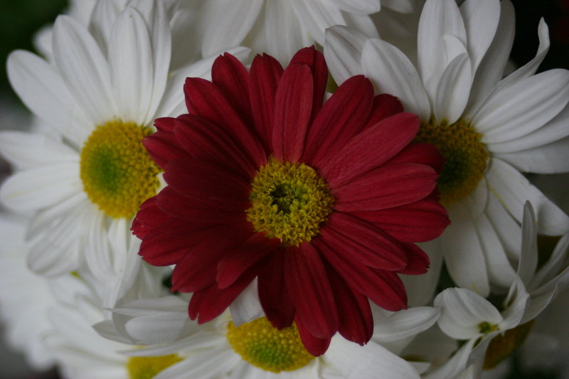 Original red flower
