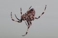Spider Found A Home By My Garage