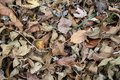 Leaves In The Yard