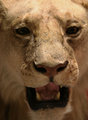 Lion Face