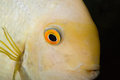 Yellow Fish 1