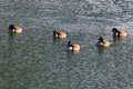 Geese Taking A Dip In 19 Degree Weather