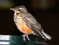 Young Robin In The Garage