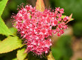 Flower Macro Try Again