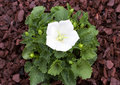Springing To Life