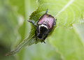 June Bug In July