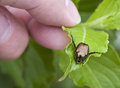 June Bug Invasion!