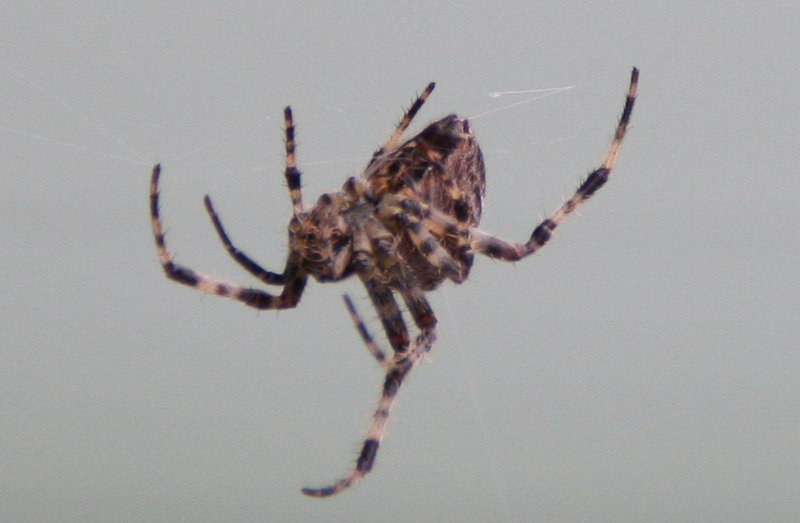 Spider Found A Home By My Garage