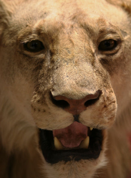 Lion Face