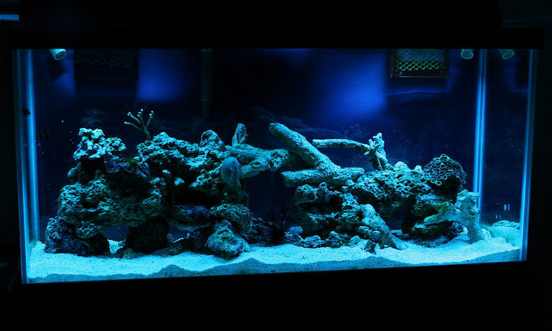 Saltwater tank with night lights on