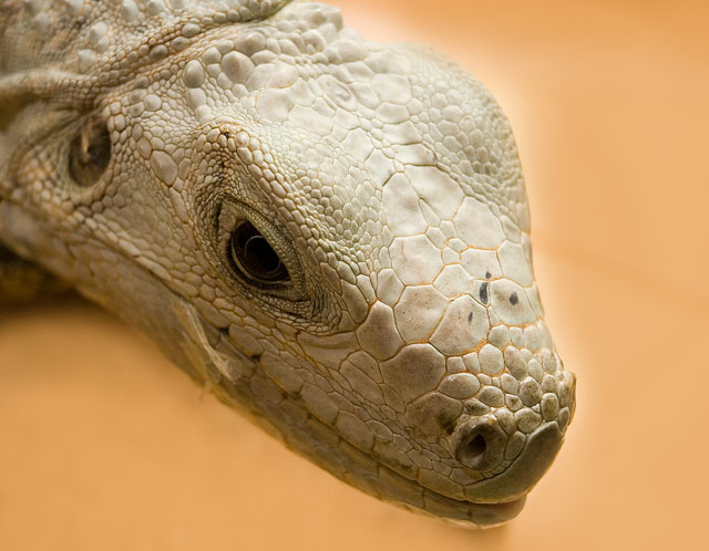 Iguana Portrait