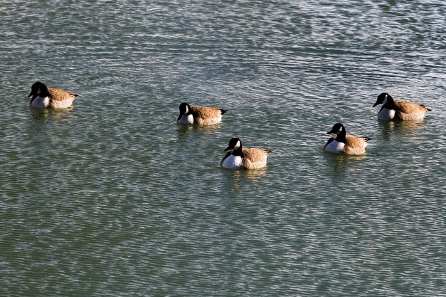 Geese Taking A Dip In 19 Degree Weather